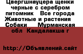 Цвергшнауцера щенки черные с серебром питомник - Все города Животные и растения » Собаки   . Мурманская обл.,Кандалакша г.